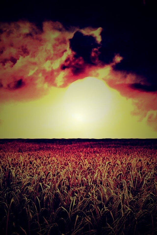 Закат над пшеничным полем обои