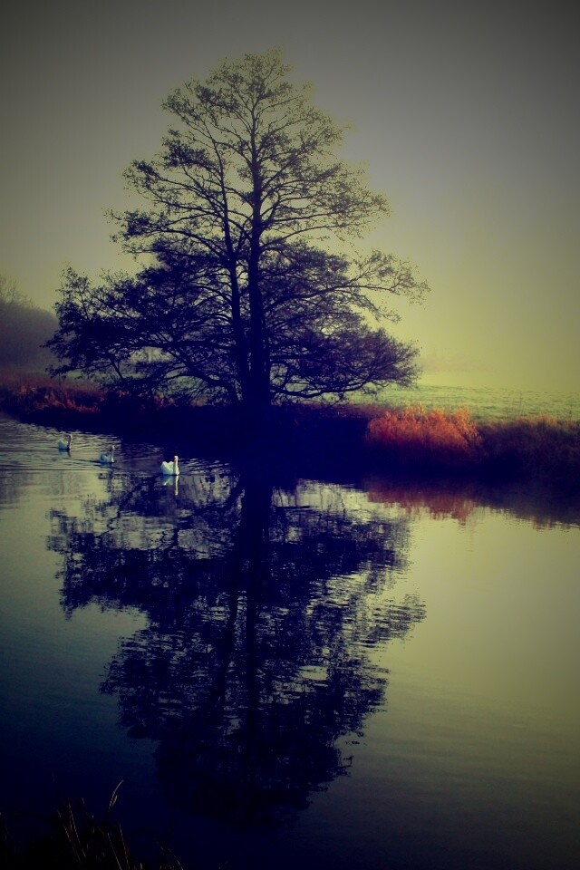 Дерево в тумане обои