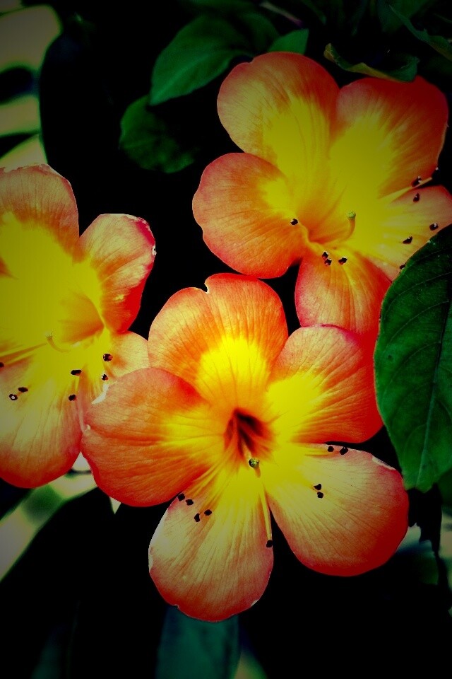 Оранжевые цветочки обои