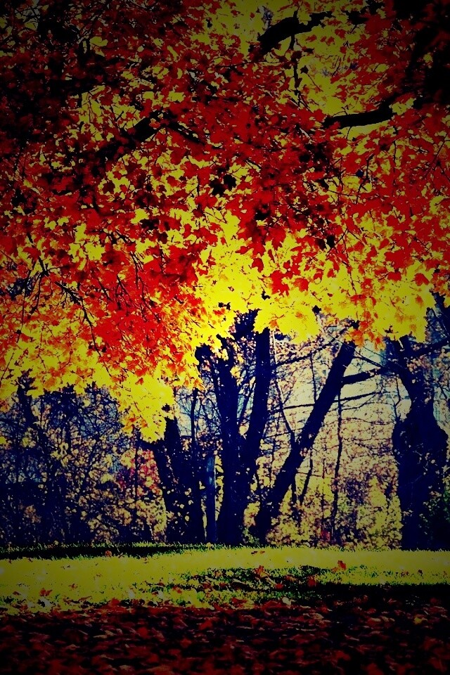 Размашистое осеннее дерево обои