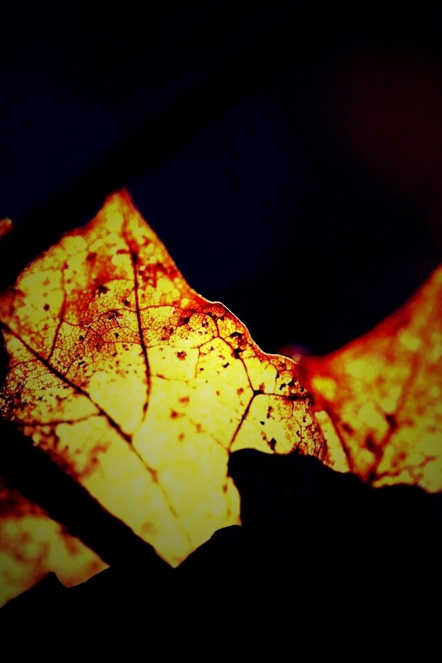 Осенний лист на забором обои