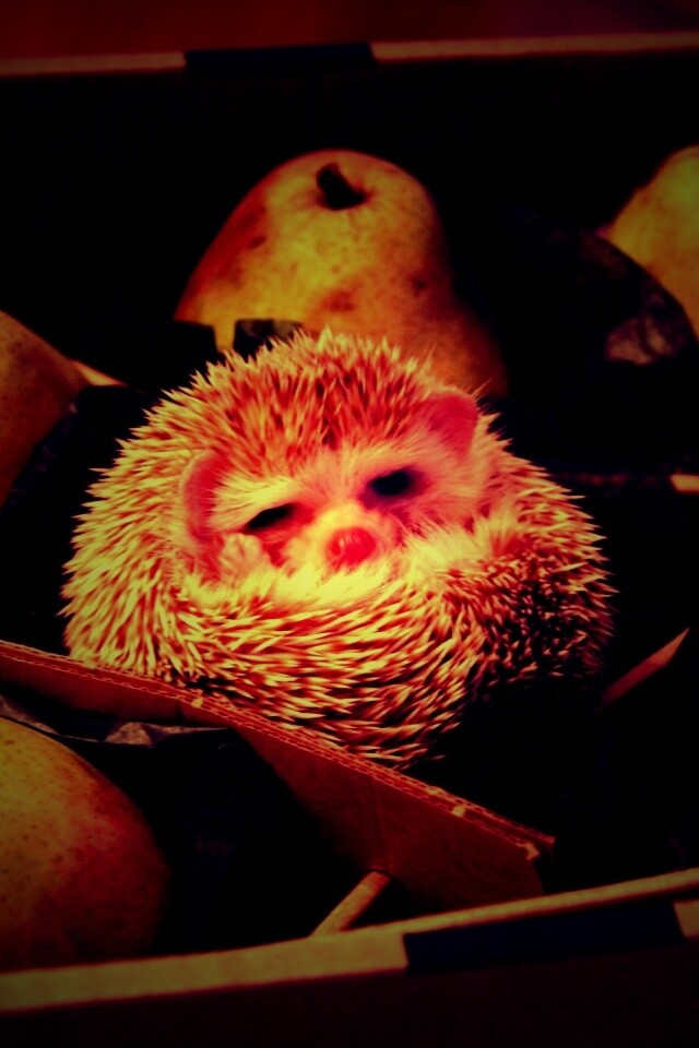 Ёжик в грушах обои