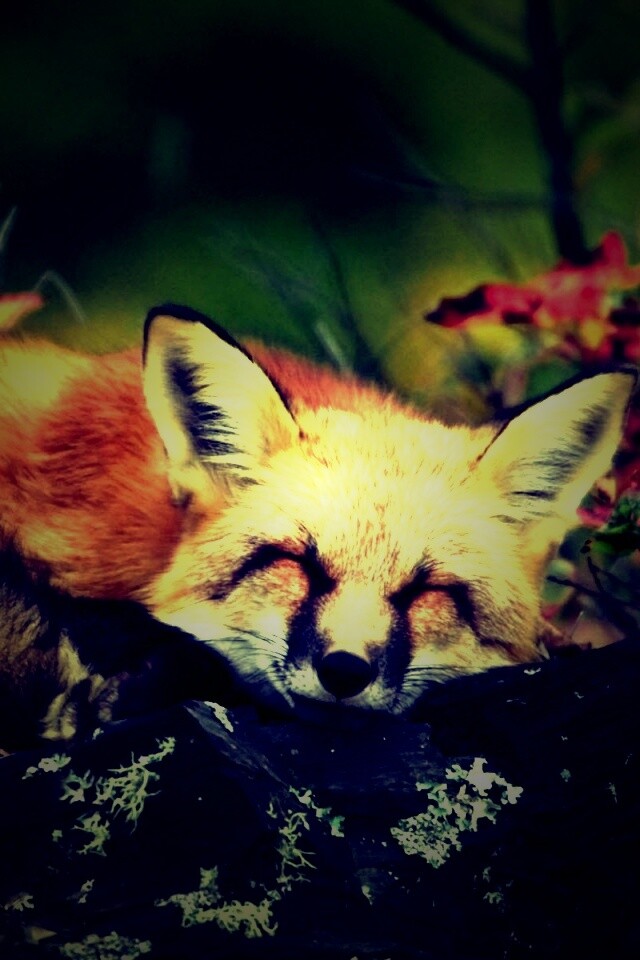 Спящая лиса обои