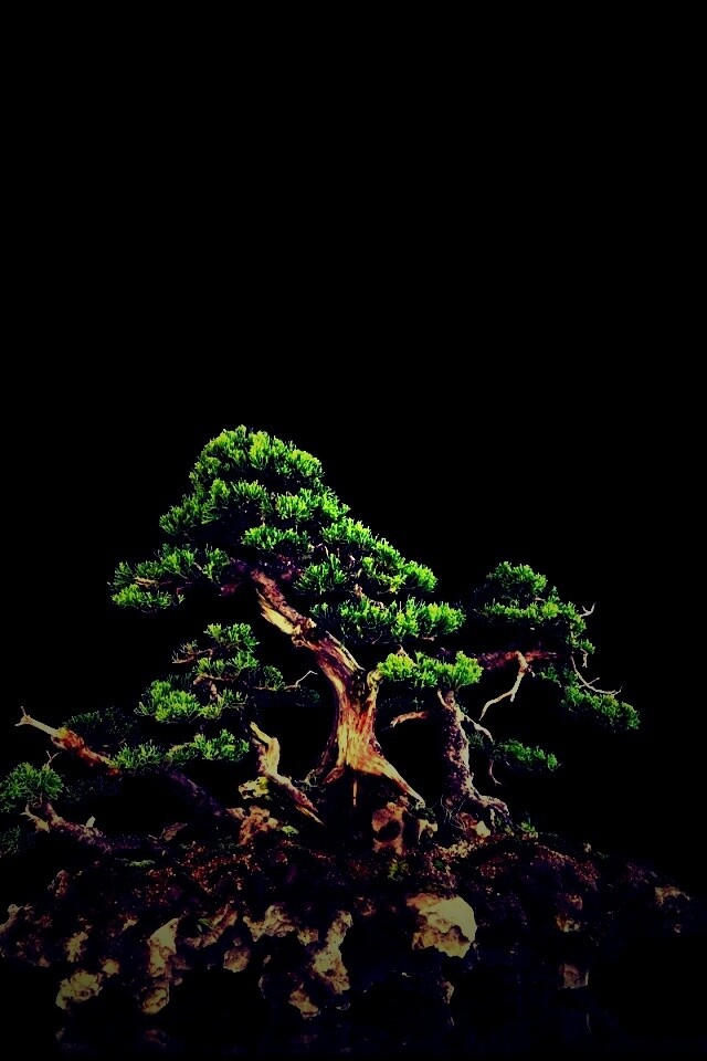 Миниатюрное дерево обои