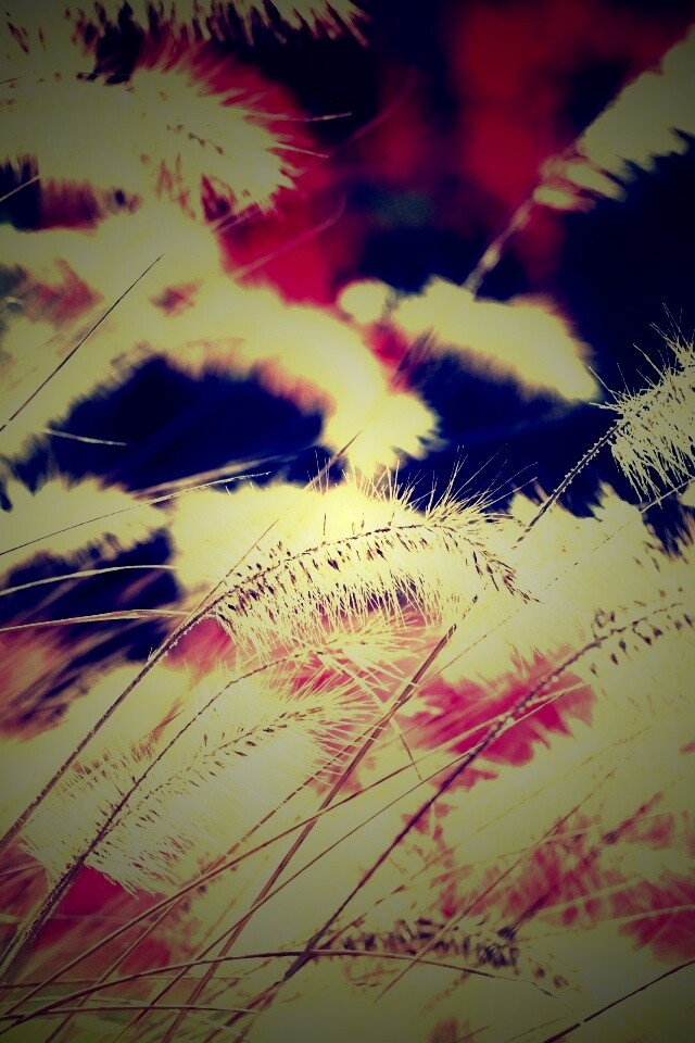 Травинки на ветру обои