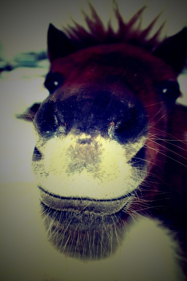 Морда пони обои