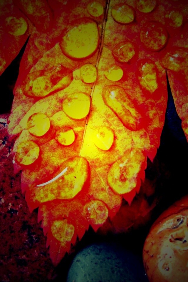 Мокрые листья на камнях обои