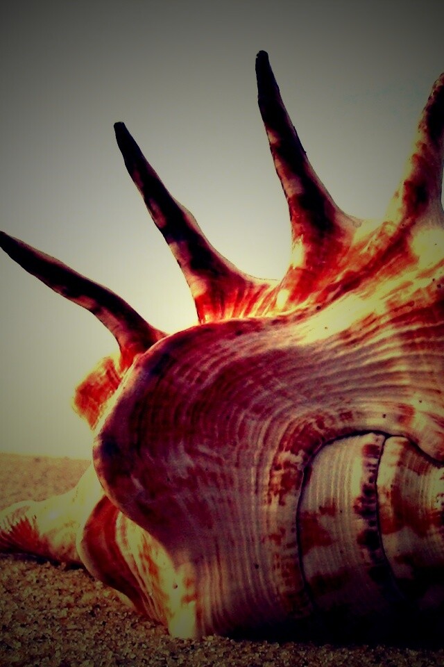 Раковина с гребнем обои