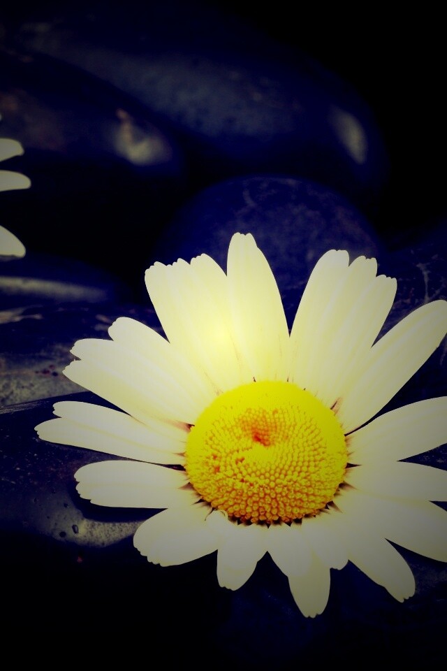 Ромашка среди гальки обои