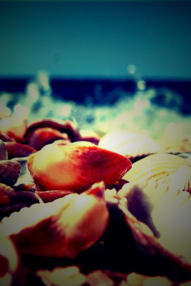 Морские ракушки обои