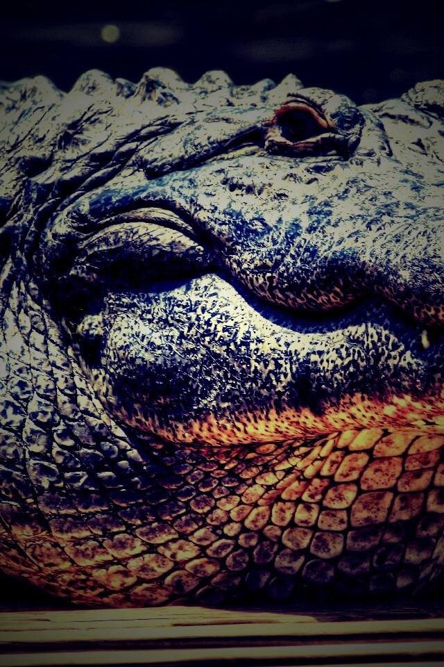 Синий крокодил обои