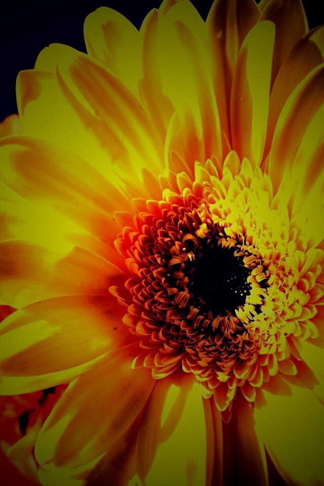 Желтый гербер обои