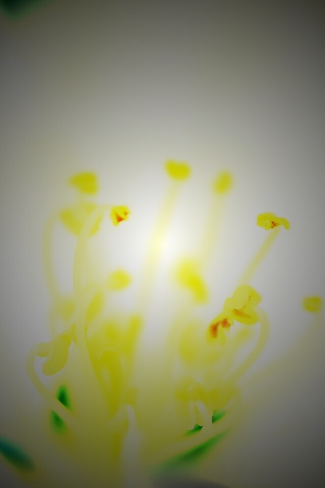 Желтые тычинки обои