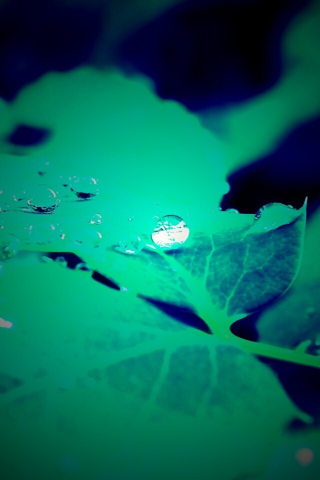 Синеватый лист обои