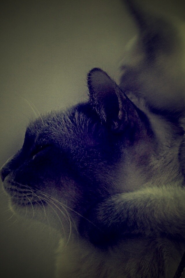 Котёнок обнимает маму обои