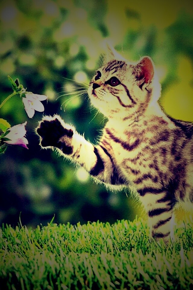 Котенок играет с цветами обои