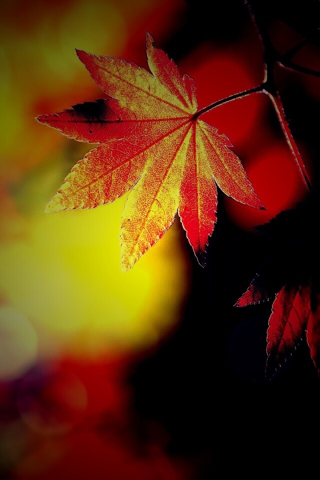 Осенние листья обои