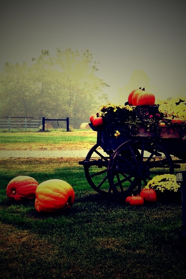 Урожай тыков обои