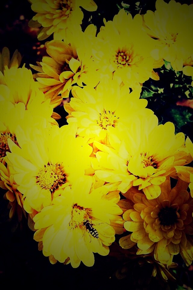 Оса на желтых герберах обои