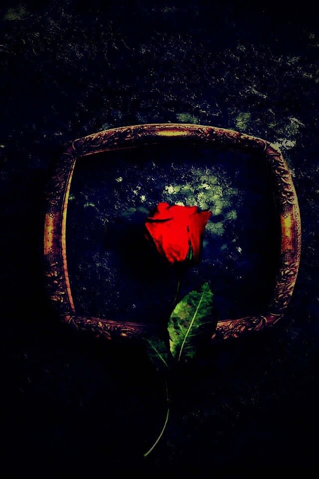 Роза на картинной раме обои