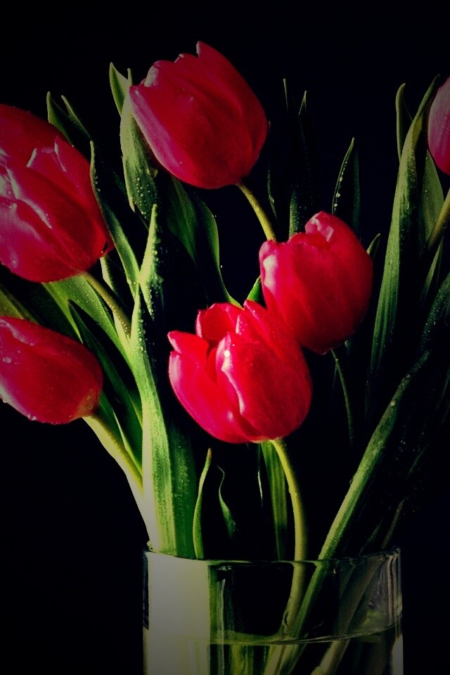 Букет тюльпанов обои