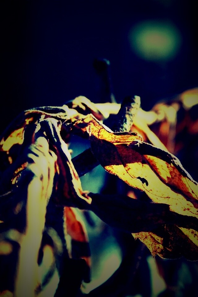 Сухие листья на железном заборе обои