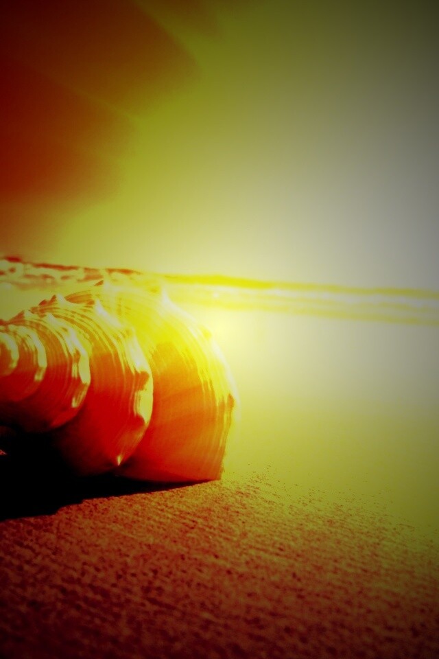 Золотистая ракушка обои