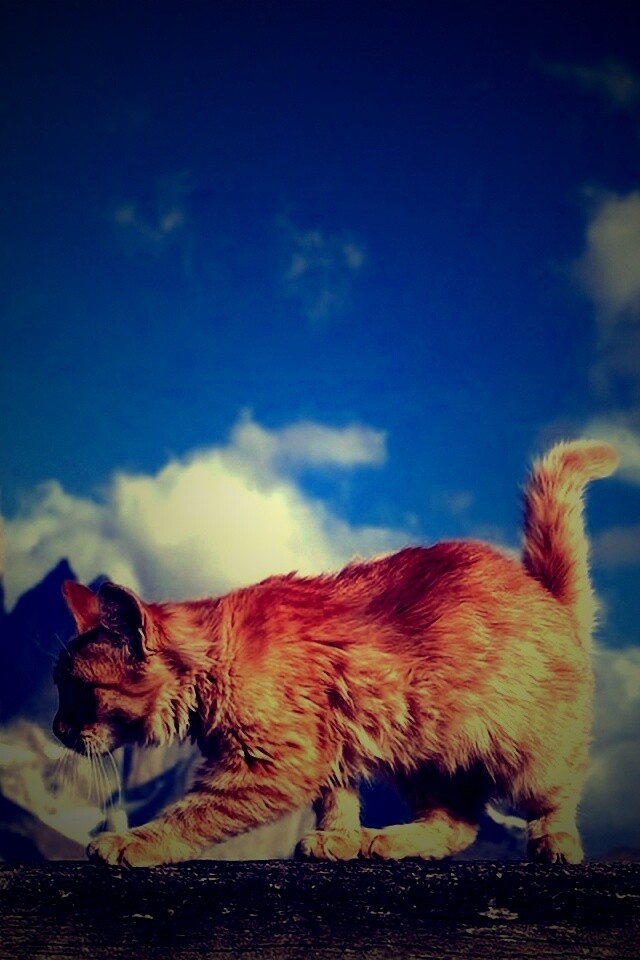 Рыжий котик в горах обои