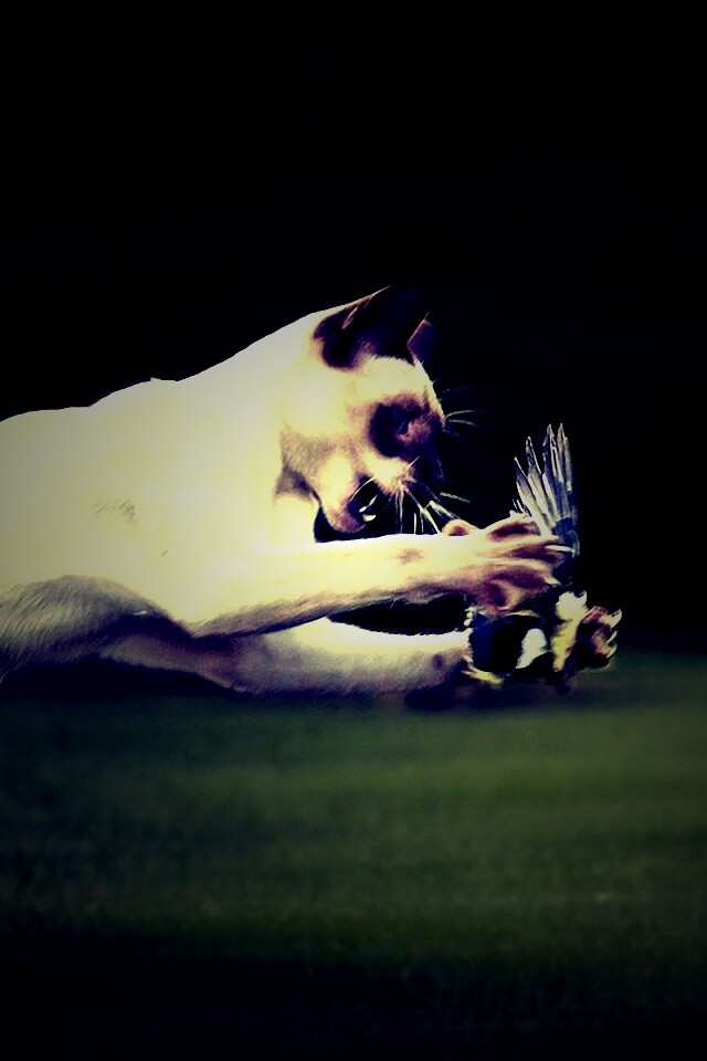 Кошка ловит птичку обои