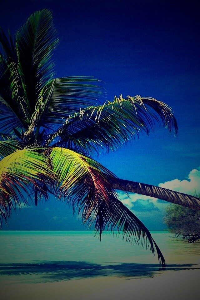 Пальма над водой обои