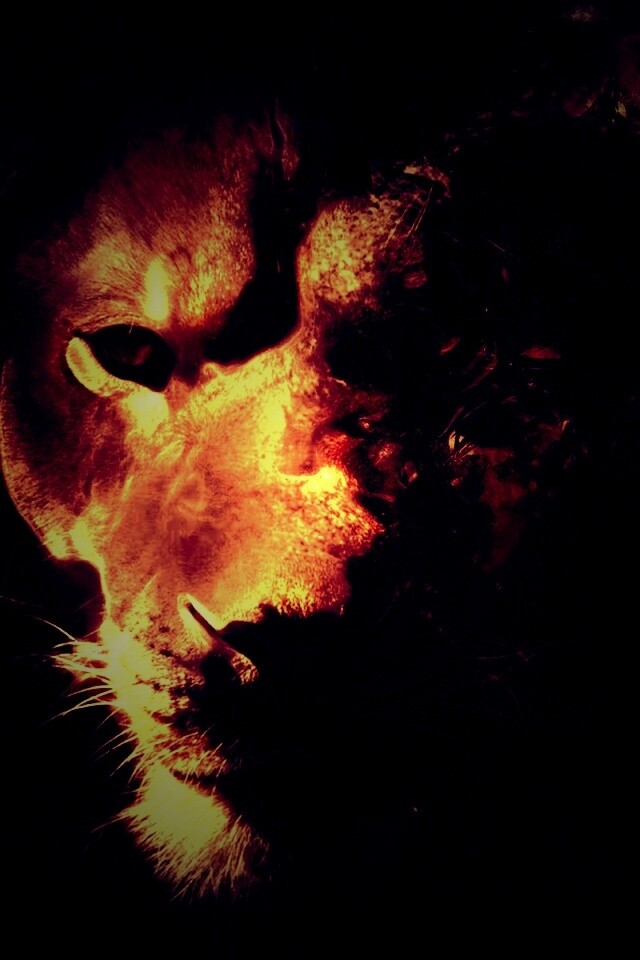 Фас льва обои