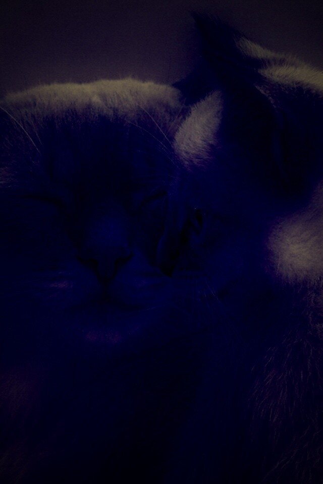 Кошка с котенком обои