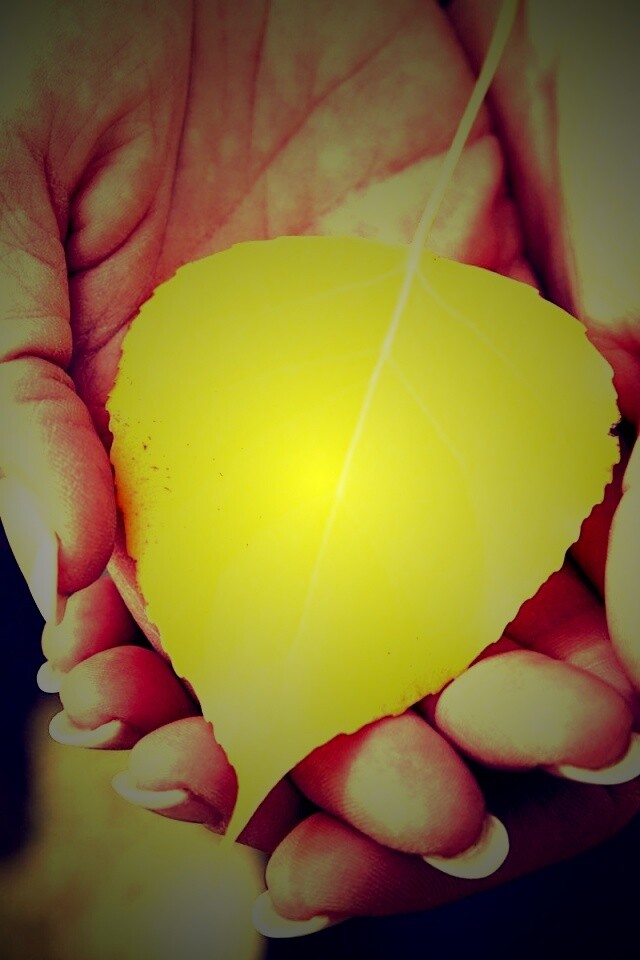 Осенний лист в руках обои