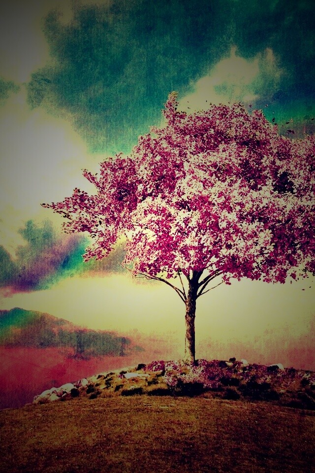 Одинокое цветущее дерево обои