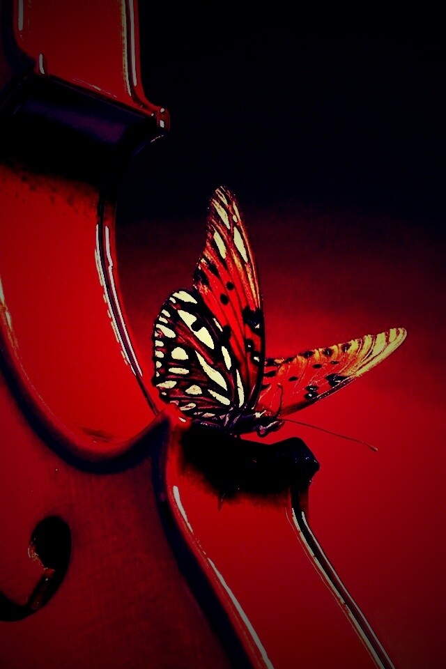 Бабочка на скрипке обои