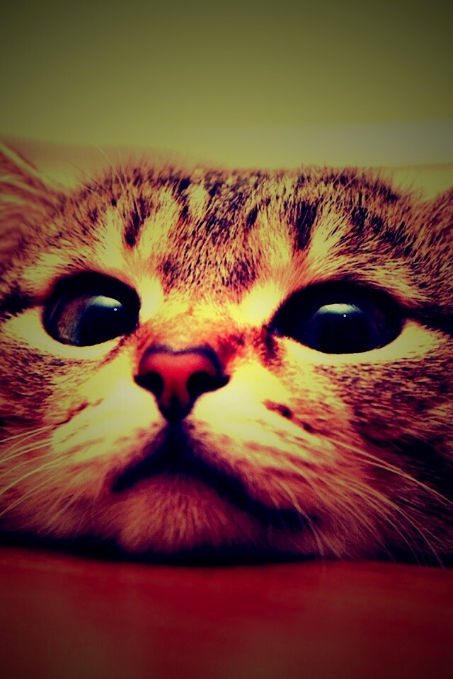 Любопытный котейка обои