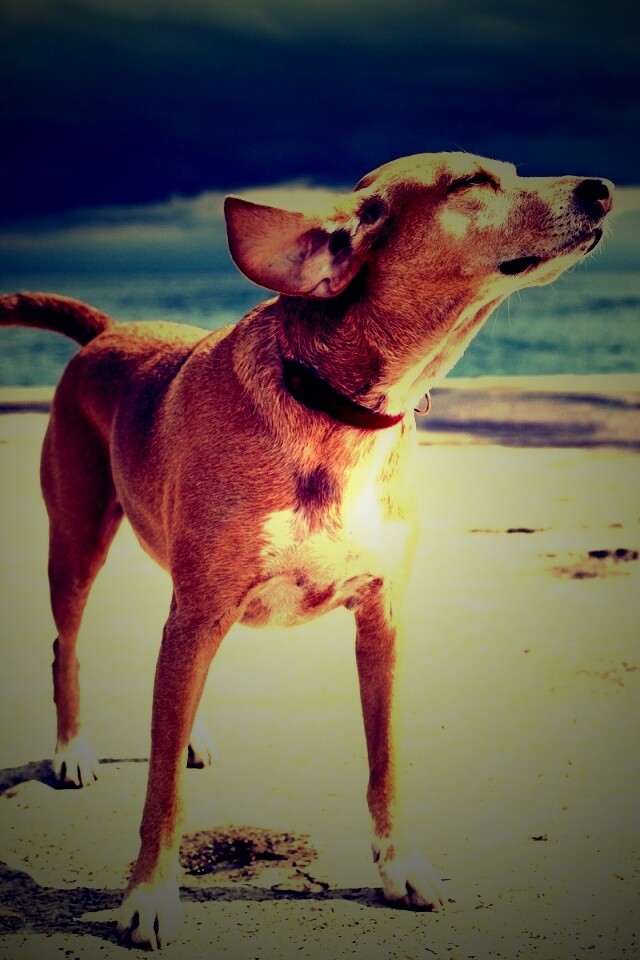 Собака на пирсе обои