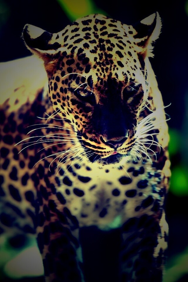 Леопард в сингапурском зоопарке обои