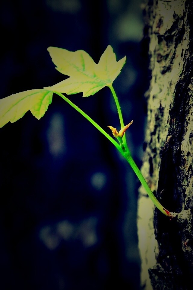 Молодой листик обои