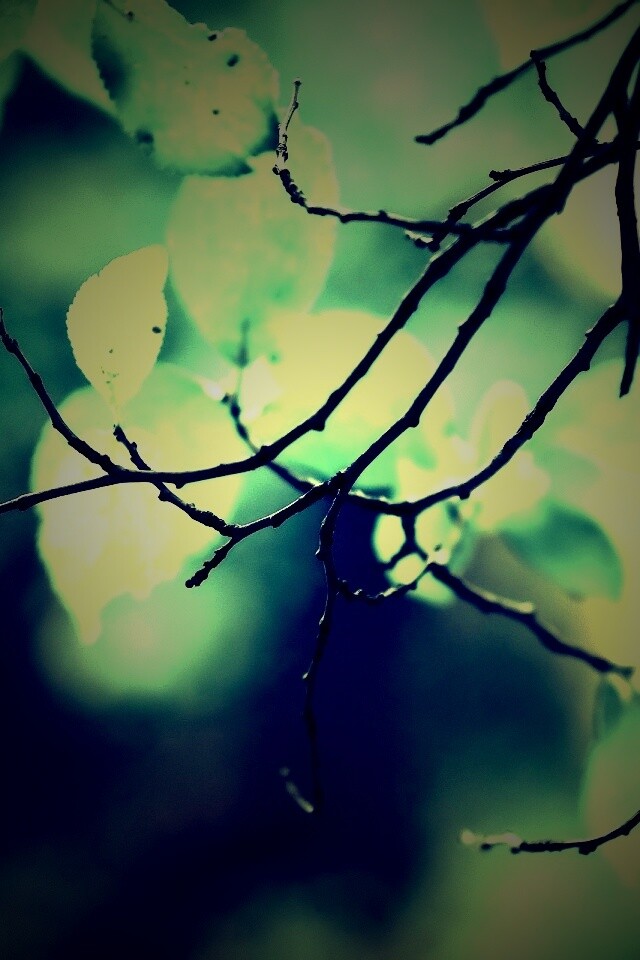 Осенние ветки без листьев обои