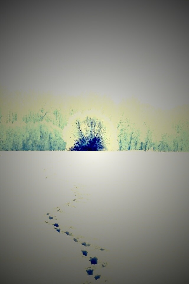 Следы на снегу обои