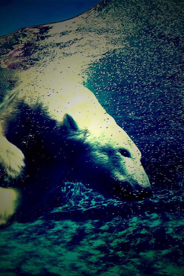 Нырнувший белый медведь обои
