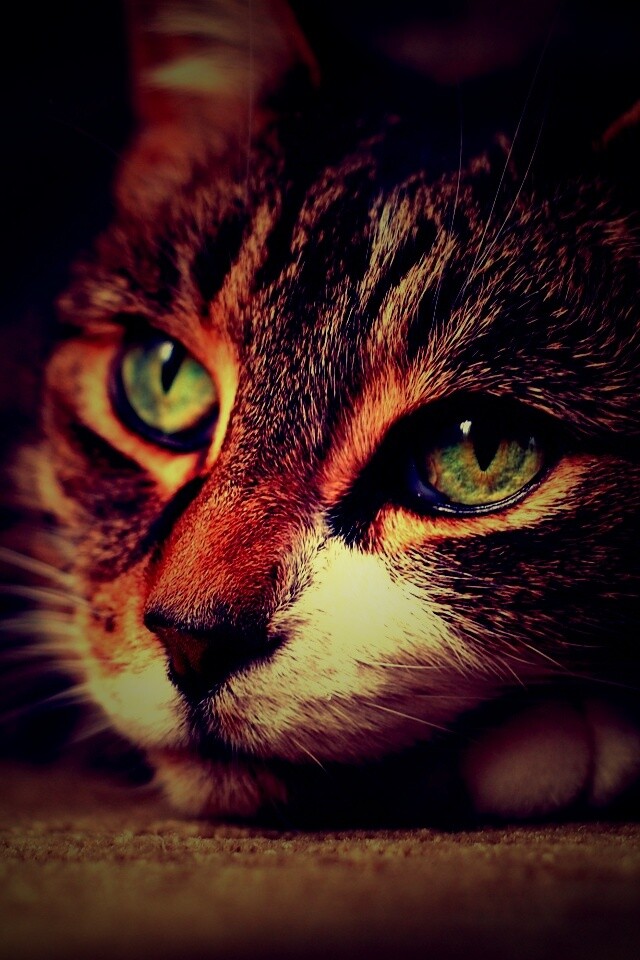 Наблюдающая кошка обои