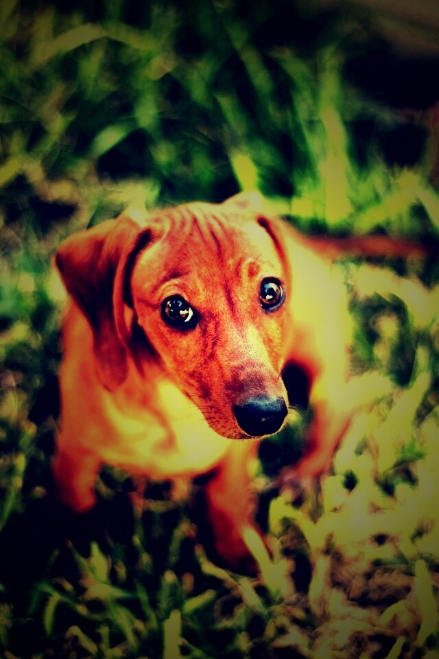 Маленькая милая такса обои