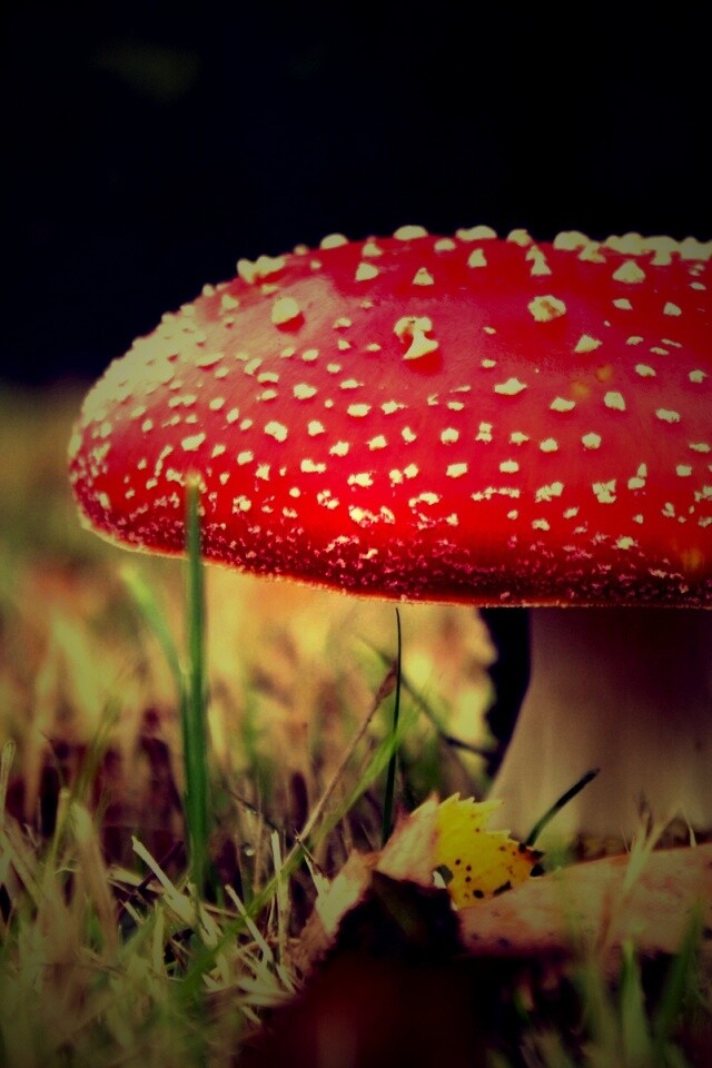 Мухомор обои