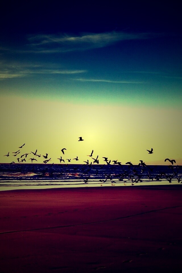 Стая птиц на пляже обои