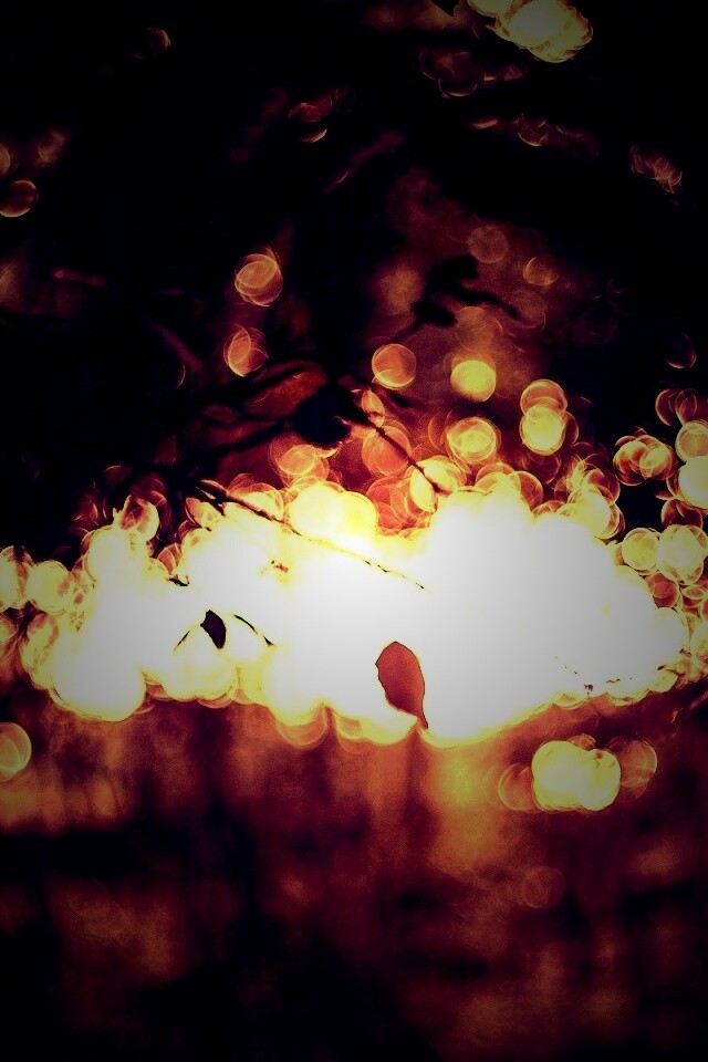 Размытый свет в парке обои