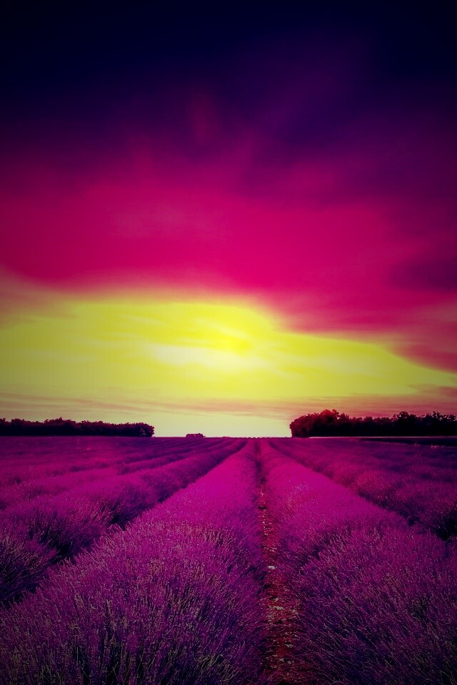 Поле фиолетовых цветов на закате обои