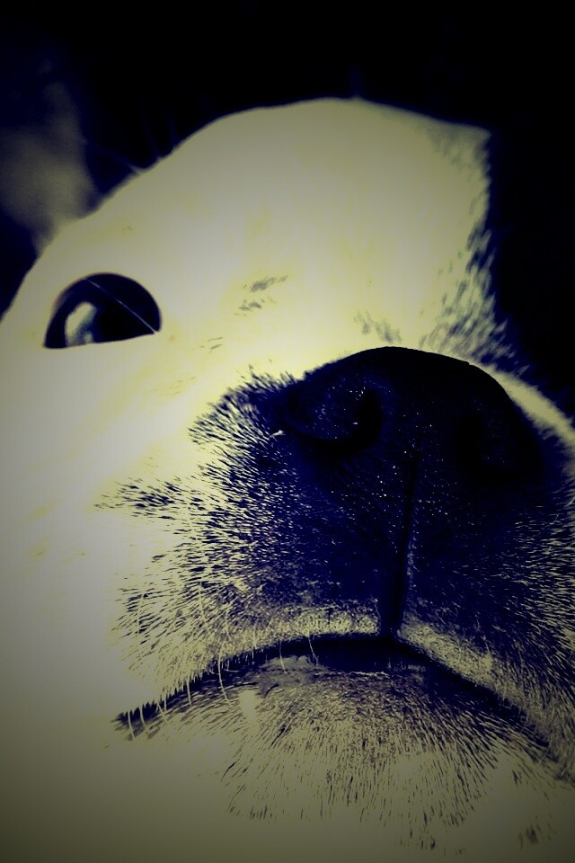 Бостонский терьер обои