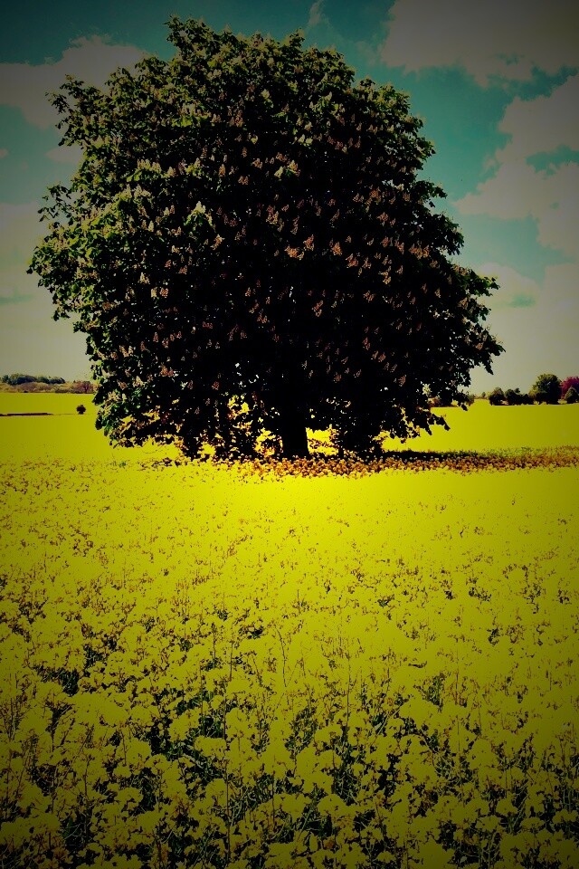 Каштан на цветочном поле обои